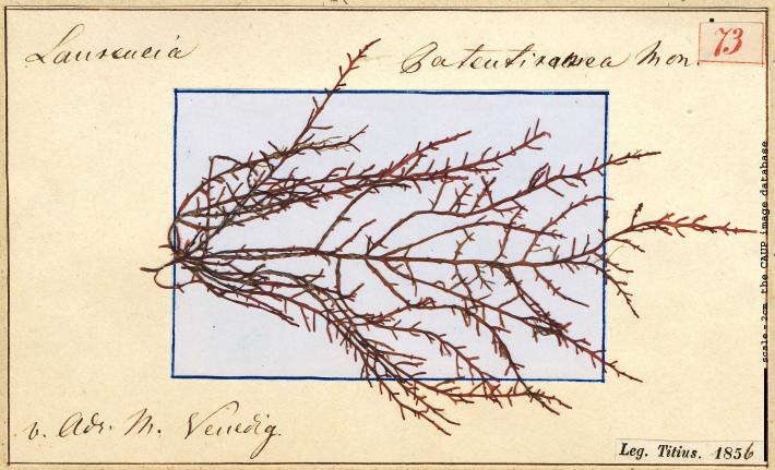 Chondrophycus patentirameus_73.jpg